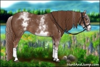 Horse Color:White Spotted Chestnut Sabino