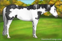 Horse Color:White Spotted Black Splash Frame 