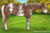 Horse Color:White Spotted Chestnut Sabino 