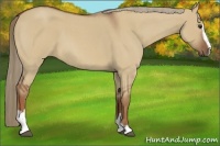 Horse Color:Red Dun Roan Sabino