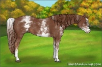 Horse Color:White Spotted Chestnut Sabino 