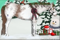 Horse Color:White Spotted Chestnut Sabino