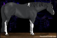 Horse Color:Black Sabino Tobiano