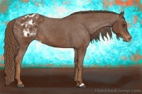 Horse Color:Chestnut Appaloosa 