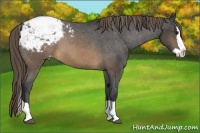 Horse Color:Buckskin Splash Appaloosa