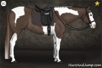 Horse Color:Liver Chestnut Splash Tobiano Rabicano