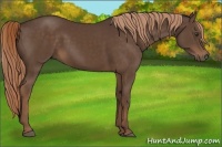 Horse Color:Liver Chestnut Rabicano 