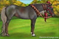 Horse Color:Liver Chestnut Sabino Rabicano 