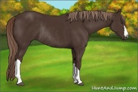 Horse Color:Liver Chestnut Rabicano 