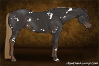 Horse Color:White Spotted Liver Chestnut Rabicano 