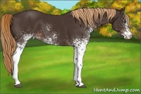 Horse Color:White Spotted Liver Chestnut Rabicano