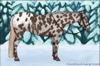 Horse Color:Liver Chestnut Appaloosa Rabicano 