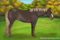 Horse Color:Liver Chestnut Rabicano 