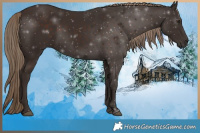 Horse Color:Liver Chestnut Rabicano 