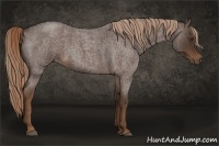 Horse Color:Liver Red Roan Rabicano 