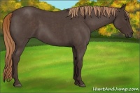 Horse Color:Liver Red Roan Rabicano 