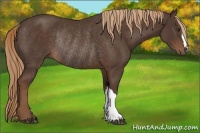 Horse Color:Liver Chestnut Rabicano 