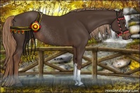 Horse Color:Liver Chestnut Rabicano 