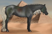 Horse Color:Liver Chestnut Rabicano 