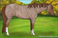 Horse Color:Red Roan 