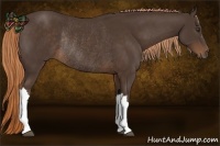 Horse Color:Liver Chestnut Rabicano 