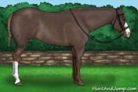 Horse Color:Liver Red Roan Rabicano 