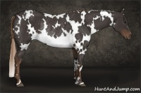 Horse Color:White Spotted Liver Chestnut Rabicano 