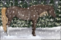 Horse Color:Liver Chestnut Rabicano 