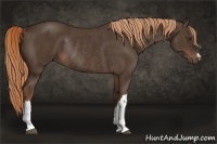 Horse Color:Liver Chestnut Rabicano 