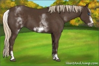 Horse Color:White Spotted Liver Chestnut Frame Rabicano 
