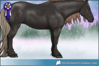 Horse Color:Liver Chestnut Rabicano 