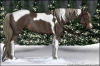 Horse Color:Liver Chestnut Tobiano Rabicano 