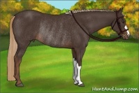 Horse Color:Liver Chestnut Rabicano 