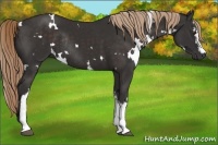 Horse Color:White Spotted Liver Chestnut Rabicano 