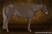 Horse Color:Liver Chestnut Rabicano 
