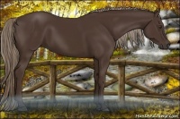 Horse Color:Liver Chestnut Rabicano 