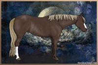 Horse Color:Liver Chestnut Rabicano 