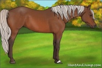 Horse Color:Silver Bay 