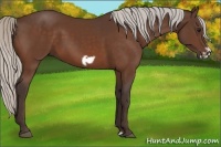 Horse Color:Silver Bay Frame 