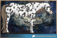 Horse Color:White Spotted Liver Chestnut Sabino Appaloosa Rabicano
