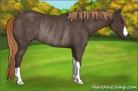 Horse Color:Liver Chestnut Rabicano 