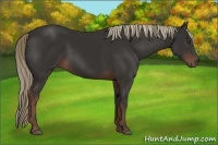 Horse Color:Liver Chestnut Rabicano 