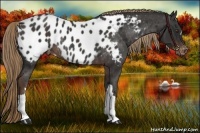 Horse Color:Liver Chestnut Near Leopard Rabicano 