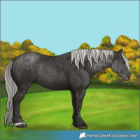 Horse Color:Liver Chestnut Mushroom Rabicano