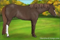 Horse Color:Liver Chestnut Rabicano 