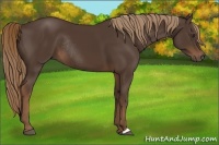 Horse Color:Liver Chestnut Rabicano