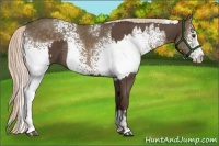 Horse Color:Liver Red Roan Sabino Rabicano  and White Spotted Chocolate Palomino Sabino 