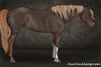 Horse Color:Liver Chestnut Rabicano