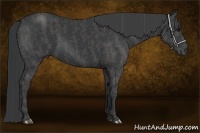 Horse Color:Black  Brindle