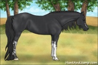 Horse Color:Black  and Black 